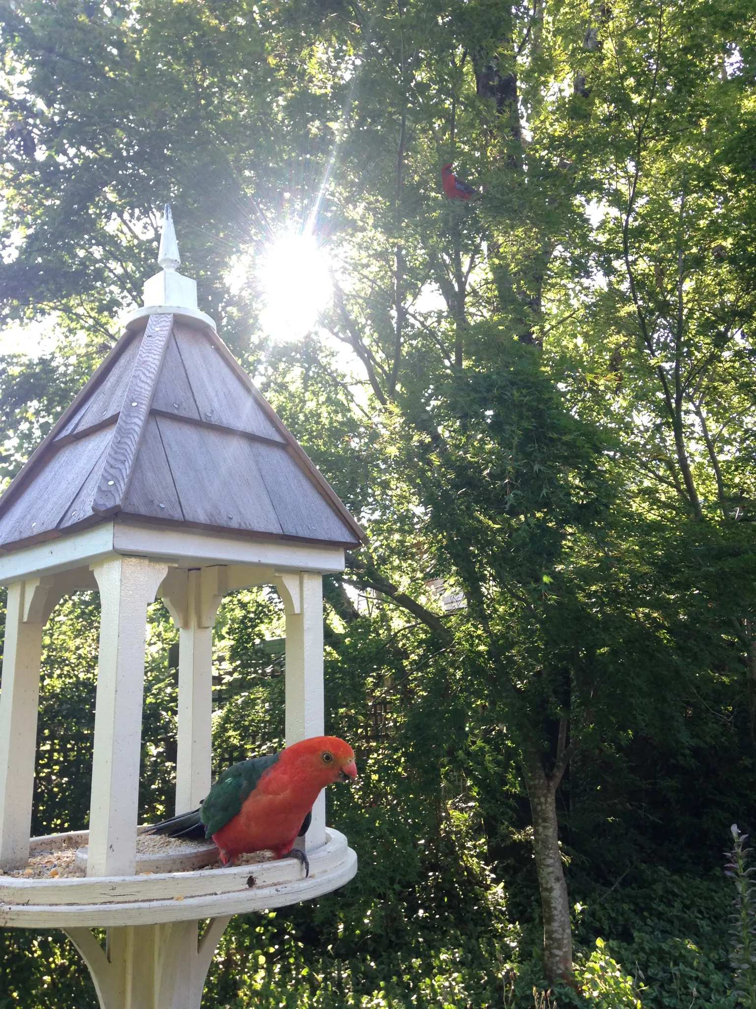 King parrots feeding at the garden bird feeder